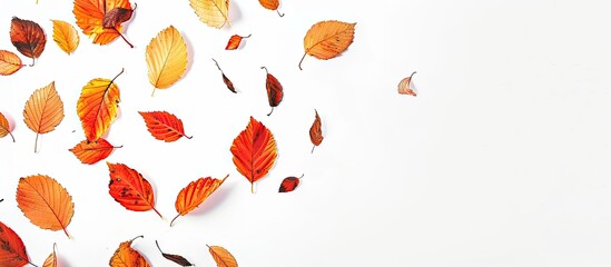 Wall Mural - Multicolored autumn leaves isolated on a white background with a falling orange leaf top view with copy space image for an autumn themed backdrop