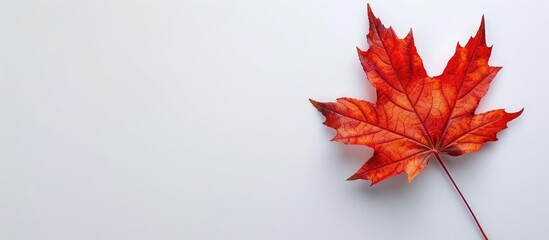 Poster - Maple leaf set against a white background with empty space for text or additional imagery copy space image
