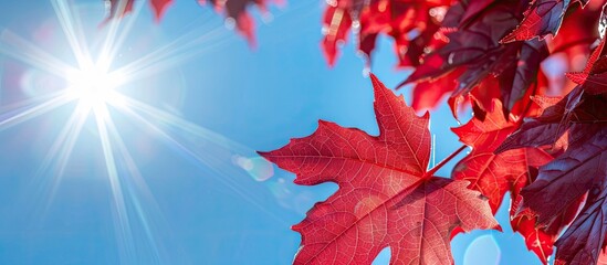 Fototapete - Macro close up of radiant red maple leaves on a sunny autumn day against a clear blue sky with room for text in the image. with copy space image. Place for adding text or design