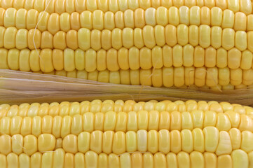 Wall Mural - Fresh corn ears with leaves set isolated on white background as package design element