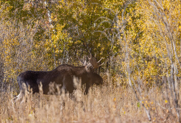 Poster - Bull Moose During the Rut in Autumn in Wyoming