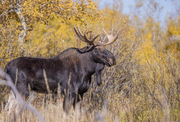 Poster - Bull Moose During the Rut in Autumn in Wyoming