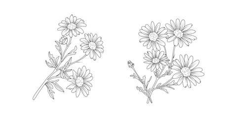  Daisy flower arrangement line art on white background. Silhouette botanical hand drawn element for wedding, invitation frame design, vector illustration
