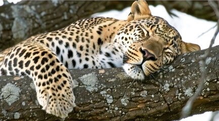 Poster - close up of a leopard