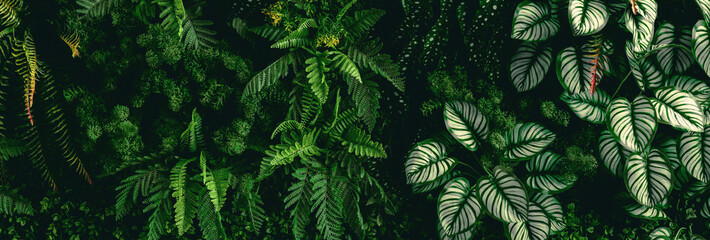 Wall Mural - lush green plant with leaves and a stem
