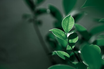 Poster - Closeup nature view of dark green leaf on blurred greenery background with copy space using as background concept