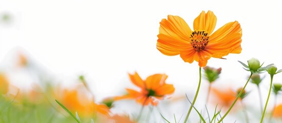 Spring meadow with a vibrant orange cosmos flower in focus set against a white background offering ample copy space for text or design incorporation