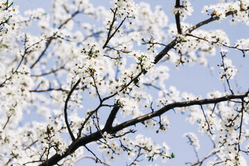 Canvas Print - White flower flakes. Blooming tree. Blue sky flowers. Closeup macro with shallow depth of field. Spring bloom. Floral background. Tree branch isolated. Springtime outdoor. Artistic early flowers.