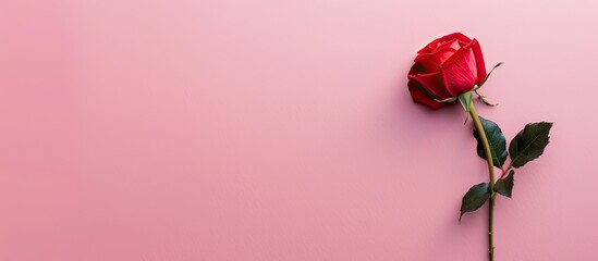 Wall Mural - Valentine s Day flat lay design featuring a red rose on a soft pink backdrop with space for text or images. Copy space image. Place for adding text and design