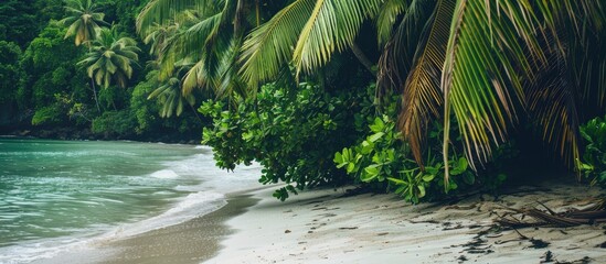 Poster - Beach with lush green tropical foliage ideal for a copy space image