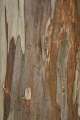 Detail of an eucalyptus tree bark