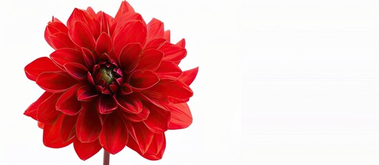 Poster - A vibrant red dahlia flower displayed against a white background with a copyspace image included