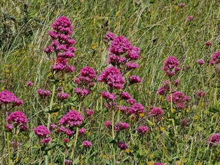 Wall Mural - Centranthus Ruber (Valeriana Rossa) a summer flowering plant with a red pink summertime flower commonly known as Red Valerian which is a wildflower but often grown in gardens, stock photo image