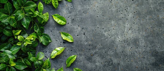 Wall Mural - top view of green leaves on a paved surface with a flat lay style and copy space image available