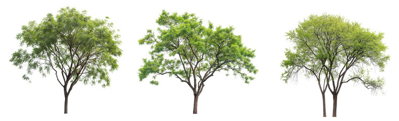 Poster - collection of ash trees isolated on transparent or white background