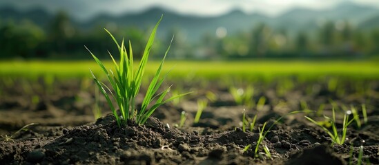 Poster - a clump of earth lies in a rice paddy ready for planting rice with plenty of space for additional im