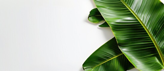 Wall Mural - Banana leaves on a blank white surface with copy space image