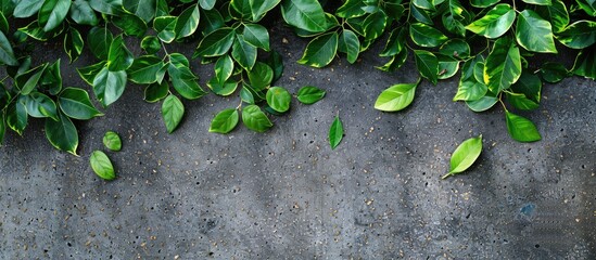 Wall Mural - top view of green leaves on a paved surface with a flat lay style and copy space image available