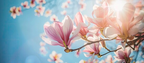 Poster - Pink Magnolia soulangeana flowers in full bloom on a tree branch against a blue sky backdrop in a garden or park creating a picturesque scene with copy space for natural floral and gardening themes