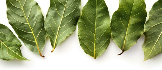 Canvas Print - Bay leaves with copy space image on white background