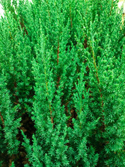 The close-up green juniperus chinensis or blue point Ornamental plants background wallpaper.