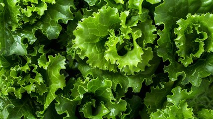 Wall Mural - A close up of green lettuce leaves