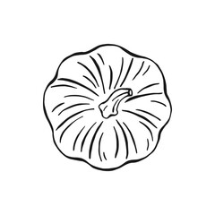 Wall Mural - Pumpkin. Hand drawn vector illustration.