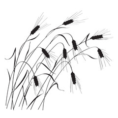 Wall Mural - black silhouette of ripe wheat ears