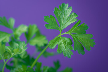 Wall Mural - Fresh Green Parsley Leaves on a Vibrant Purple Background   Organic Herb