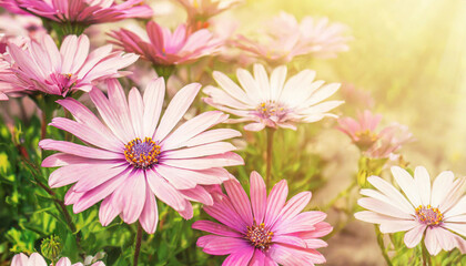 Wall Mural - Floral backdrop with pink flowers