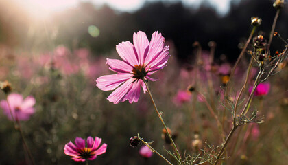 Wall Mural - Summer flower bright autumn flora nature pink spring water blossom closeup plant