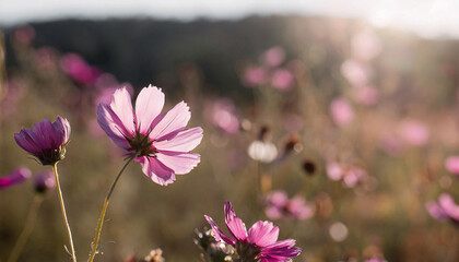 Wall Mural - Summer flower bright autumn flora nature pink spring water blossom closeup plant