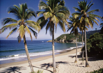 Wall Mural - palm trees on the beach