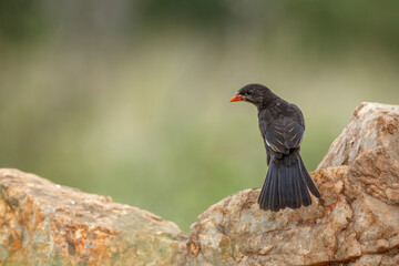 Wall Mural - Red billed Buffalo Weaver standing on a rock in Kruger National park, South Africa ; Specie Bubalornis niger family of Ploceidae