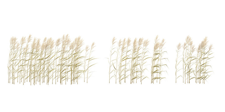Set of Jungle Phragmites australis 3D rendering, for illustration, architecture presentation, visualization, digital composition