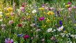 © netsay - Multi-colored beautiful wildflowers bloom on a green meadow. Warm summer evening.