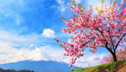 Wall Mural - cherry blossom in spring time with sun rays and lens flare, Spring blossoms and beautiful cherry tree branches with pink sakura flowers and sunbeams coming through the tree branches,