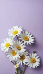 Wall Mural - white daisies on a purple pastel paper texture background with copy space