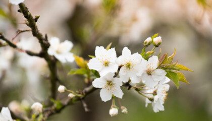 Wall Mural - Spring banner, branches of blossoming cherry against background of blue sky and butterflies on nature outdoors. Pink sakura flowers, dreamy romantic image spring, landscape panorama, copy space.