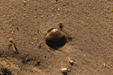 This small seashell lay among the brown grains of sand. The shell belongs to a clam and has pretty blue bands mixed in. The little clear pebbles are almost sparkling in the sun.