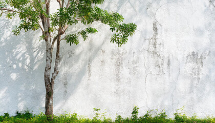 Wall Mural - table and chairs sitting in front of a wall with a shadow of a tree on it and a potted plant