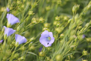 Canvas Print - Sweden. Flax, also known as common flax or linseed, is a flowering plant, Linum usitatissimum, in the family Linaceae. 