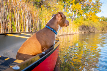 Wall Mural - red canoe and pit bull terrier  watching something on the lake, fall scenery in Colorado