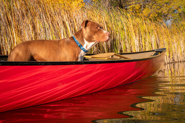 Wall Mural - red canoe and pit bull terrier  watching something on the lake, fall scenery in Colorado