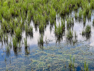 Wall Mural - reeds in the water