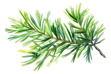 Poster - A delicate watercolor depiction of a pine tree branch with intricate details