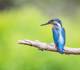 Wall Mural - kingfisher on the branch