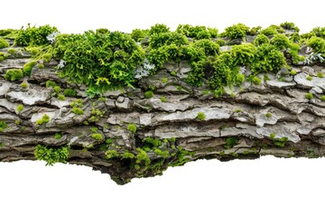 Aufkleber - A close-up of a tree trunk covered in moss and greenery