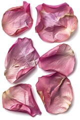 Poster - Close-up shot of delicate flower petals on a white surface, great for nature-inspired designs and illustrations