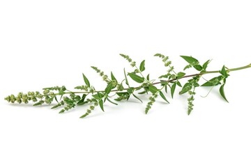 Wall Mural - A close-up of a plant with green leaves on a white background, perfect for showcasing natural beauty or adding some freshness to your design